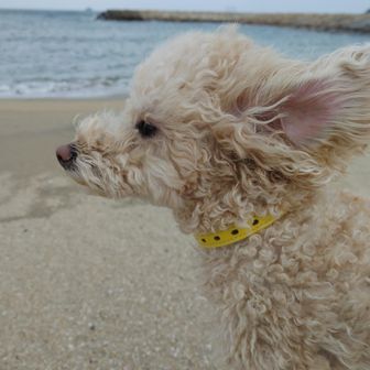 マアマアちゃん