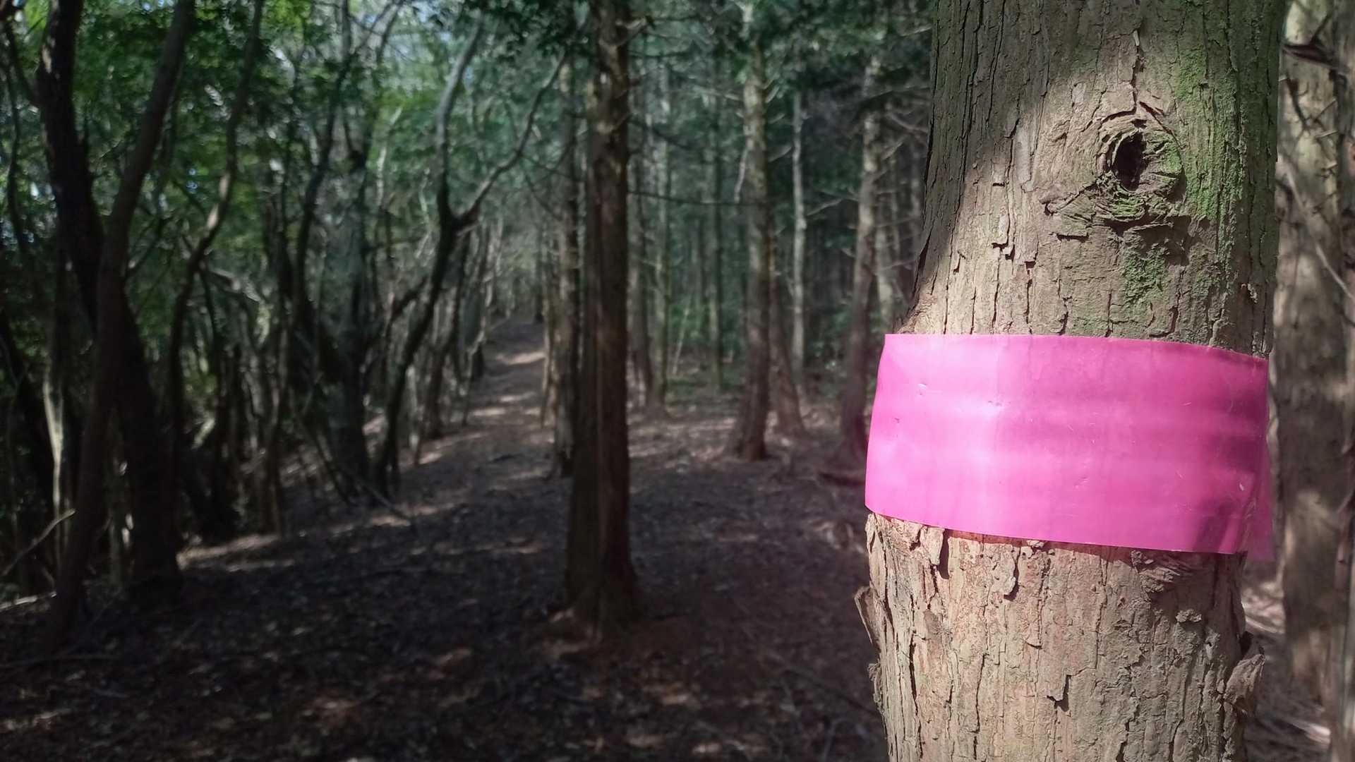 ずっとテープがあり、まず迷わない