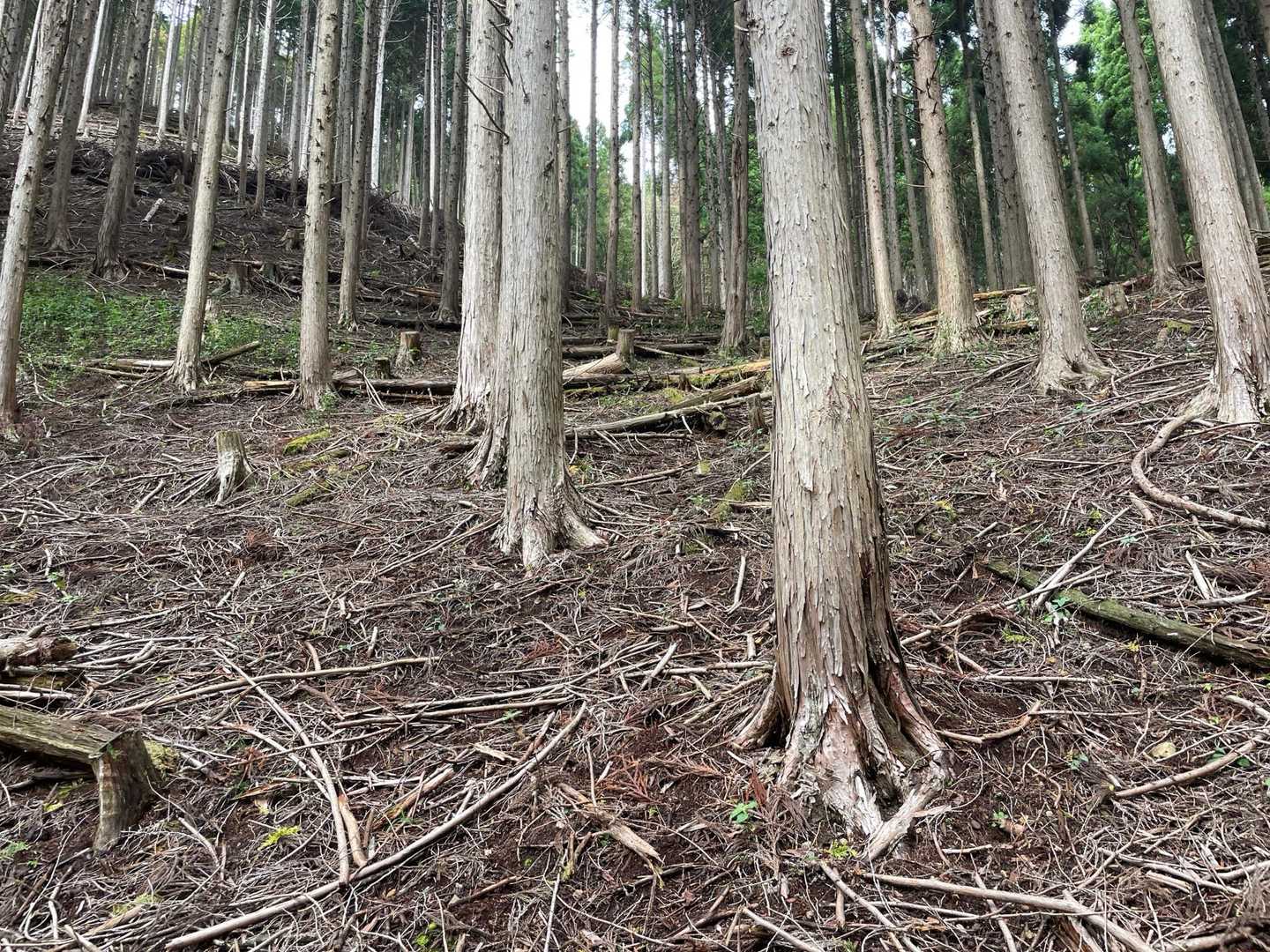 何処が登山道か良く分かりません😵