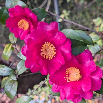山茶花3シスターズ。
