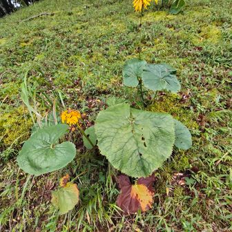 マルバダケブキ(丸葉岳蕗)。Googleさんによれば。