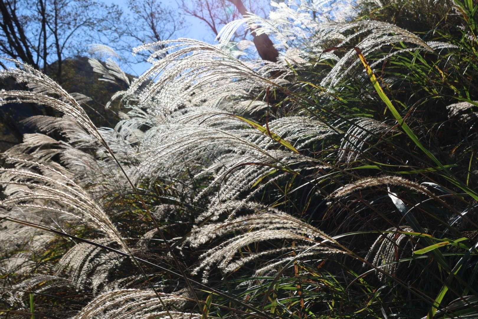 ススキもキレイ🌾✨