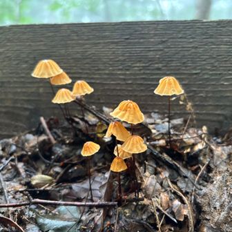 お菓子みたいな🍄‍🟫