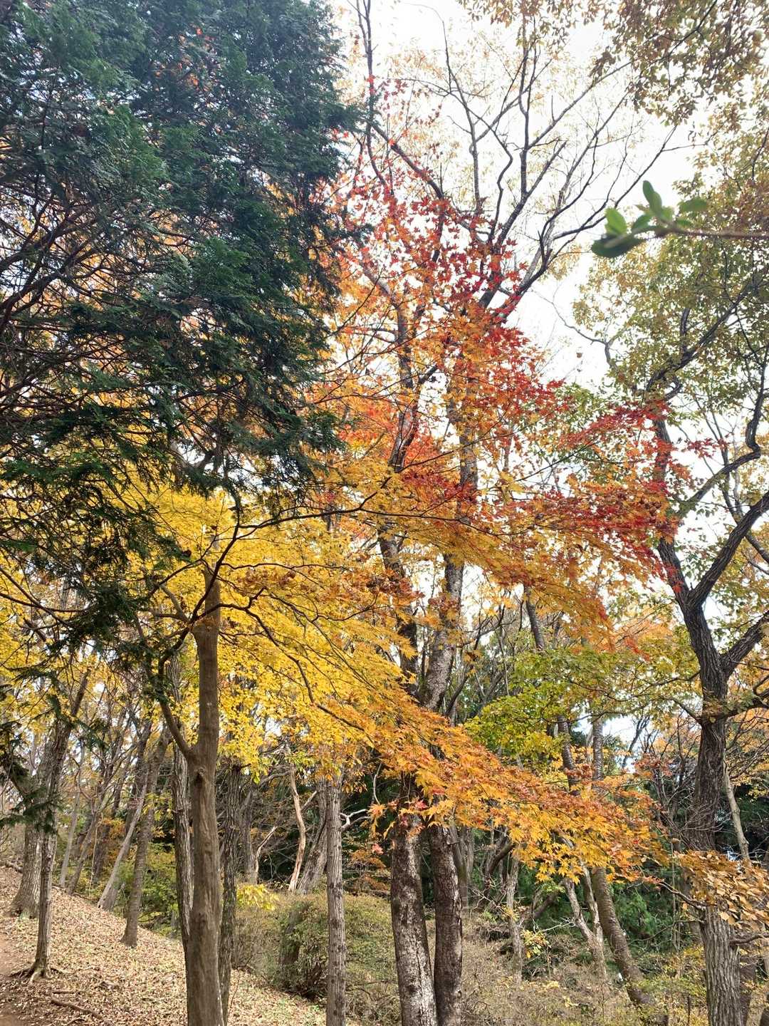 終わりかけなのか、やっと色付いたのか。
でもビタミンカラーに元気でる！