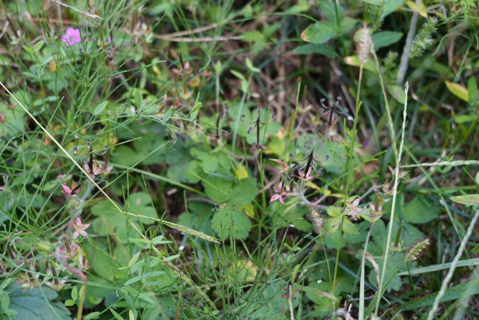 何が写ってるかわかりますか？
ミコシグサ（ゲンノショウコの種子が弾けたやつ）