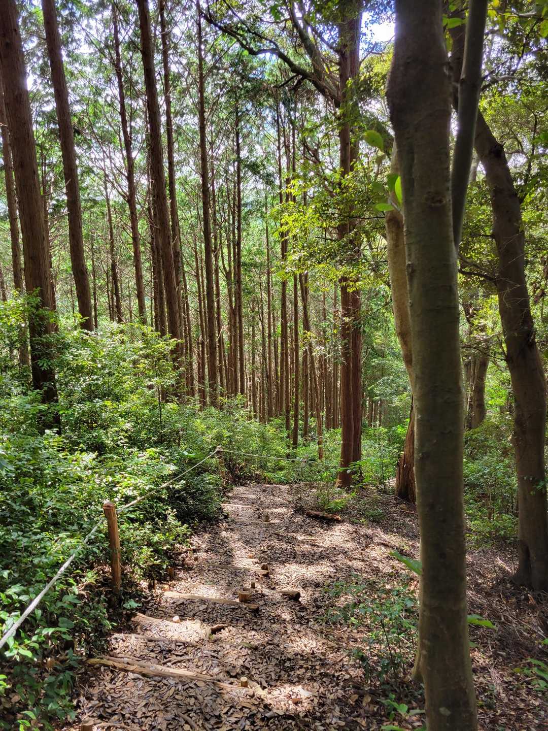 八幡山 往復コースの写真