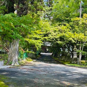 八幡宮へ新緑紅葉が、参道を覆う様に
🍁の時期も綺麗でしょうなー