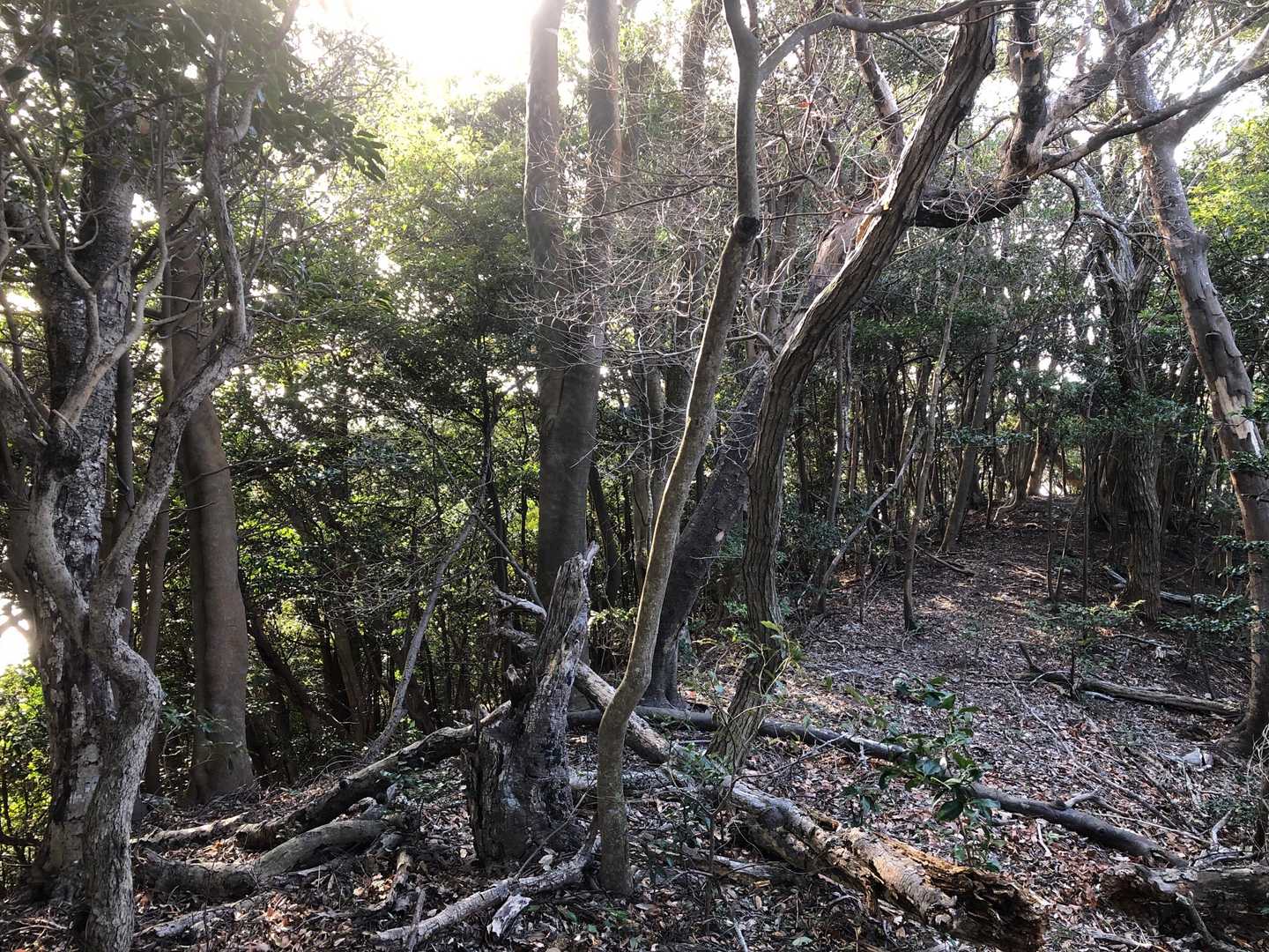 大唐楯山の写真