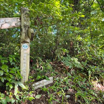 大師ケ岳への分岐