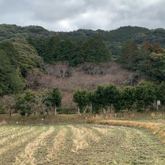 矢岳・城山 初御代桜