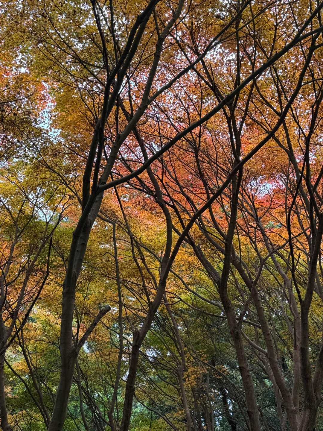 冠嶽神社-東岳-中岳-煙草神社登山口 周回コースの写真