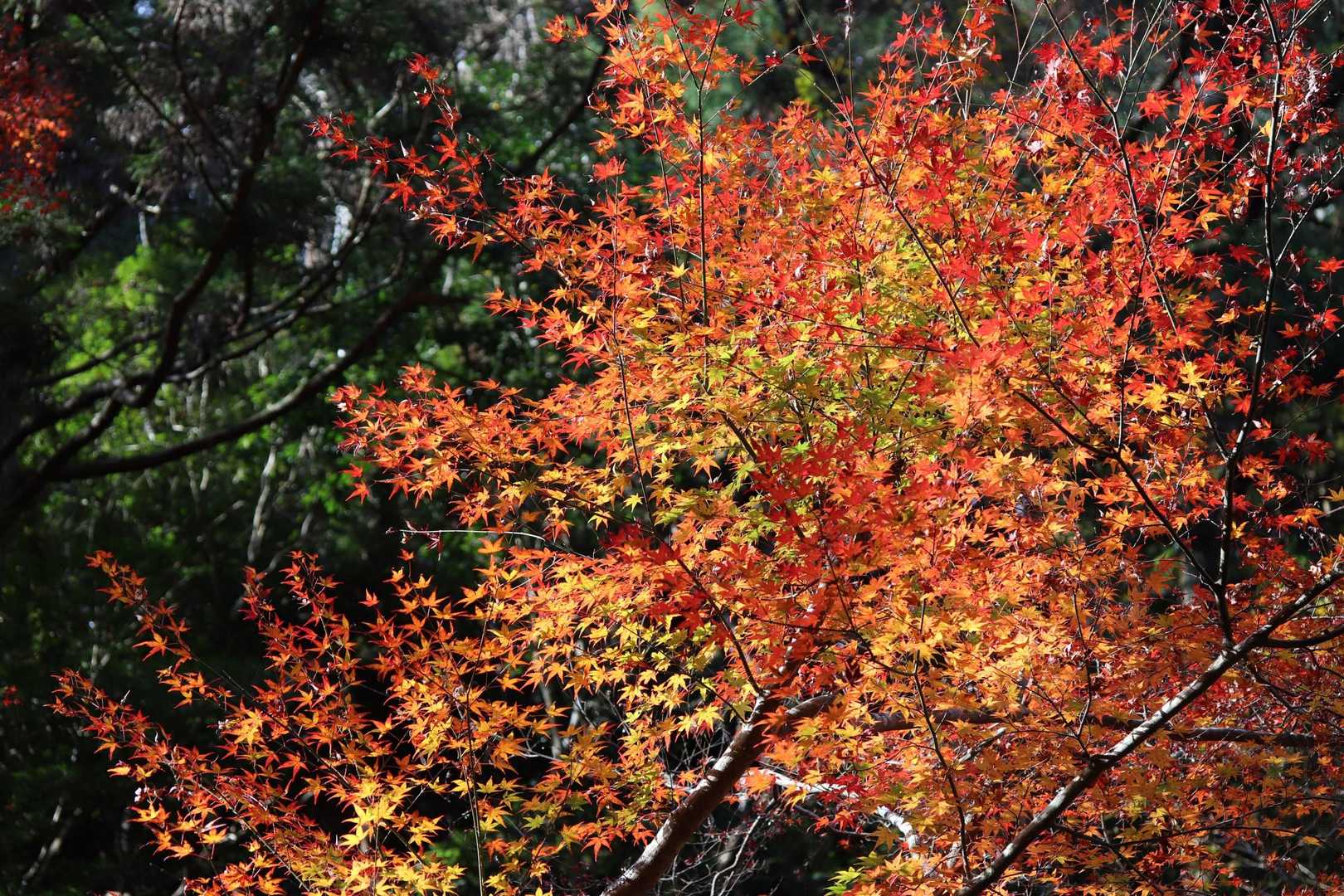 マイベスト紅葉