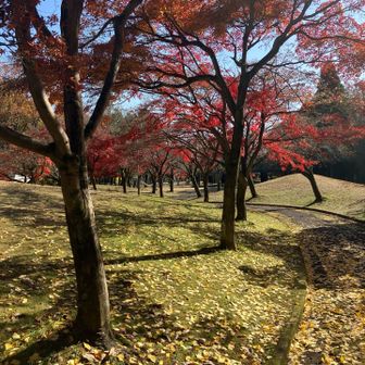 岩戸森林公園の中を通り🅿️へと戻る。
紅葉と落ち葉の中の散策も良きです。