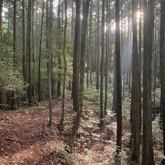 腰の調子がいまいちでしたが、山の朝日で回復😳