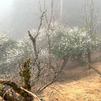気温7℃と冷んやりしていてガスに覆われ曇り空、午後には雨降る予報の中を今日の登山は如何なものかとあれこれ浮かべゆるりと歩き出して行く。