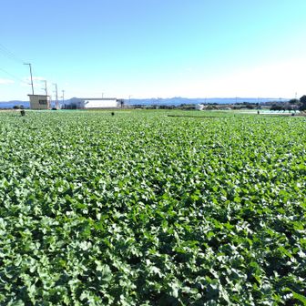渋滞にもめげず、神奈川県の三浦半島にやってまいりました

三崎口駅近くの駐車場に車を置き、電車とバスを乗り継いで松輪に到着

どこまでも伸びやかに広がる大根畑を眺めながらスタートです

しらす大根おろしシソ添え、美味しいだろうなぁ