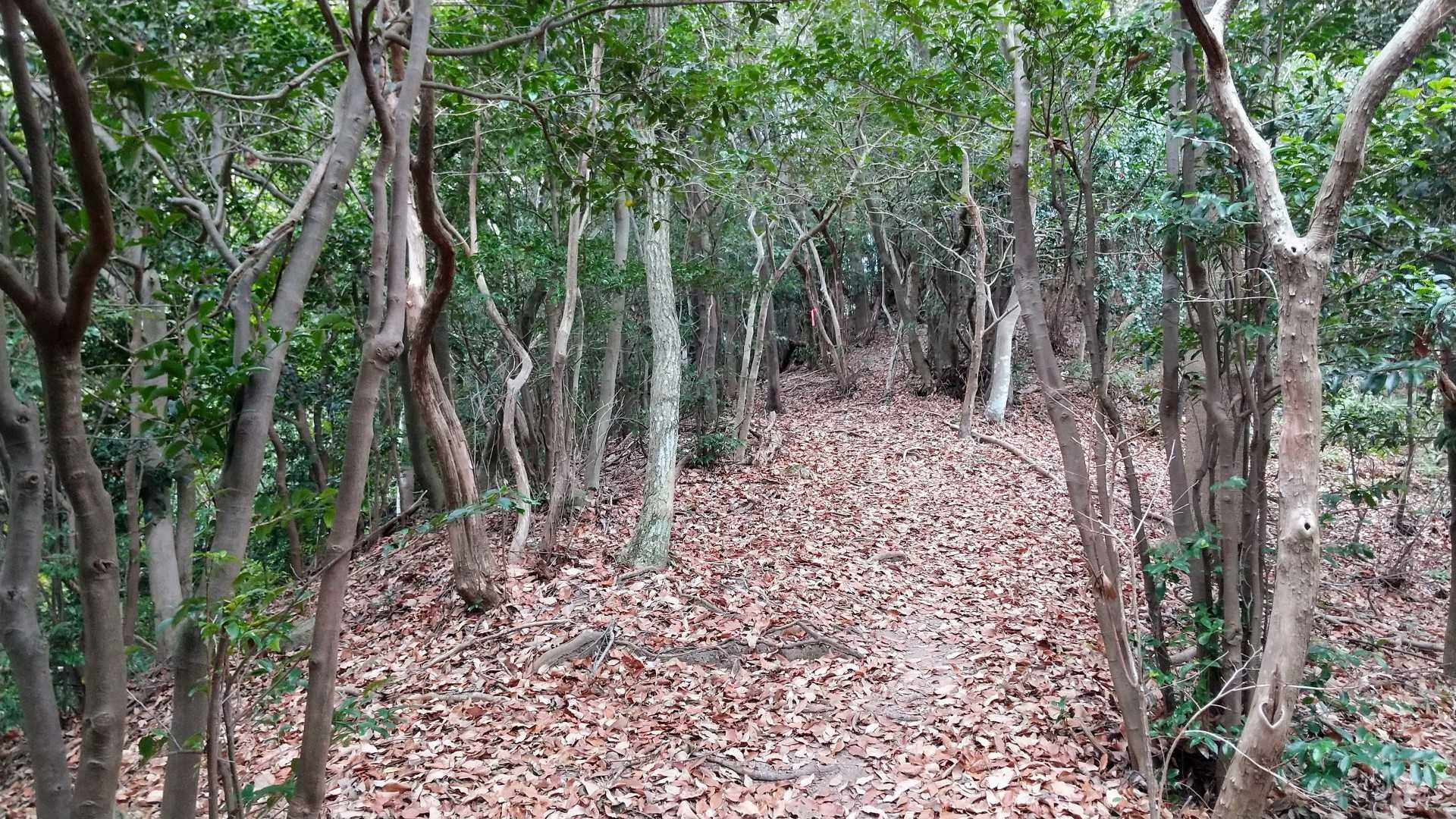 枯れ葉道過ぎて