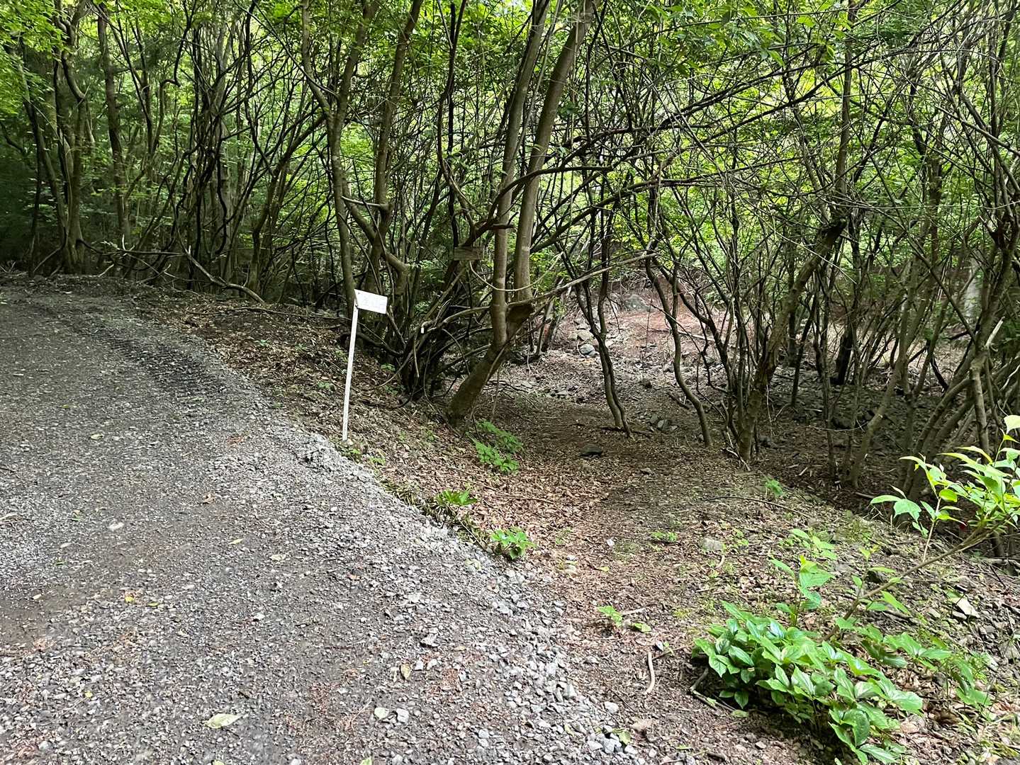 登山道に入って行くよ(*^^*)