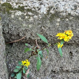 登山道に咲く可憐な黄色い花