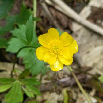 八重のﾐﾔﾏｷﾝﾎﾟｳｹﾞ💛