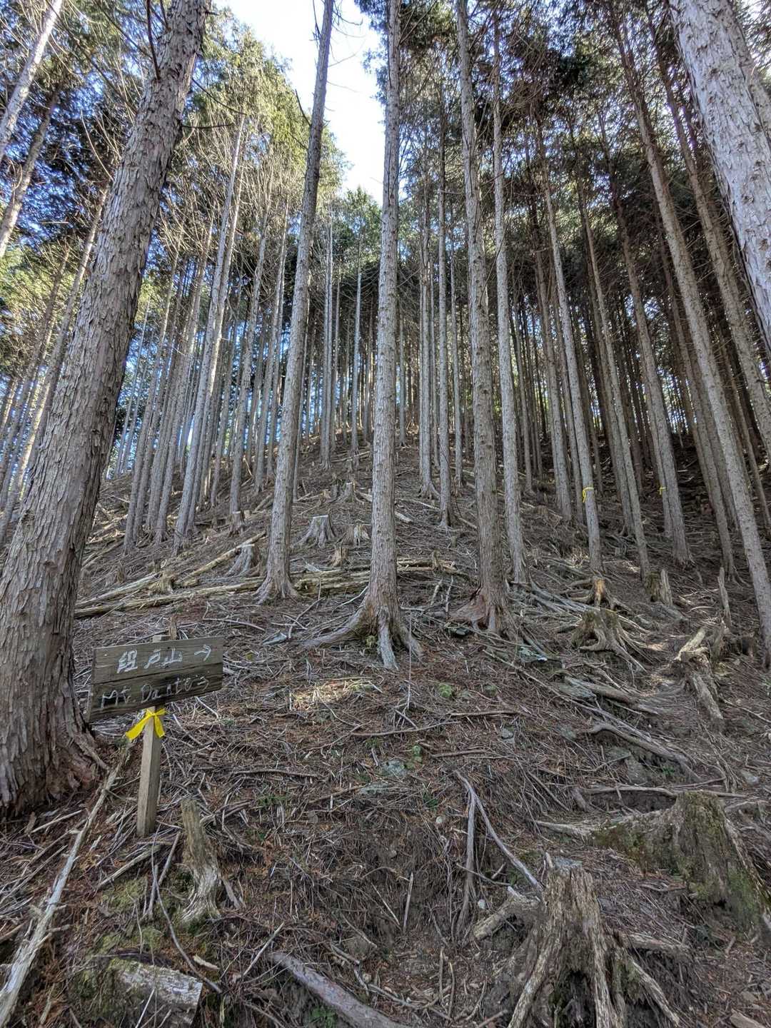 駒ヶ原登山口-鷹ノ巣山 往復コースの写真