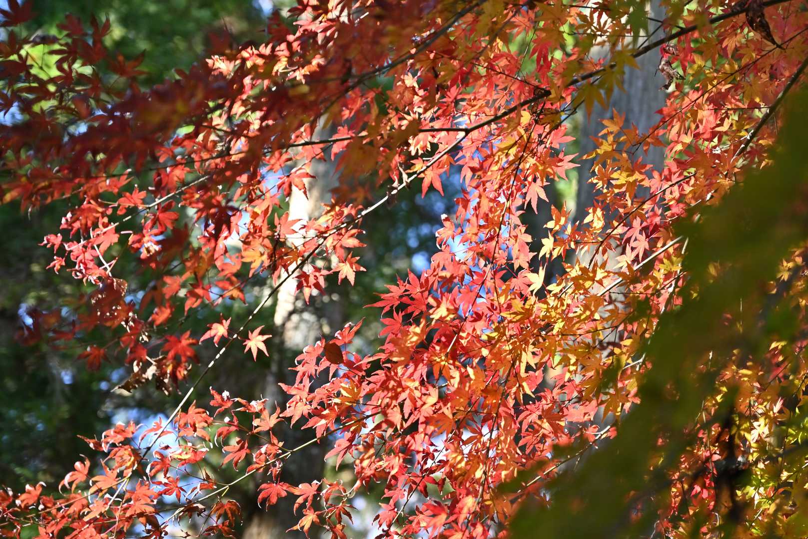 紅葉ゾーン突入。