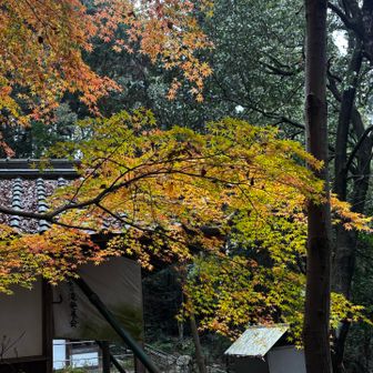 毎年、こんなに綺麗だったかな…。