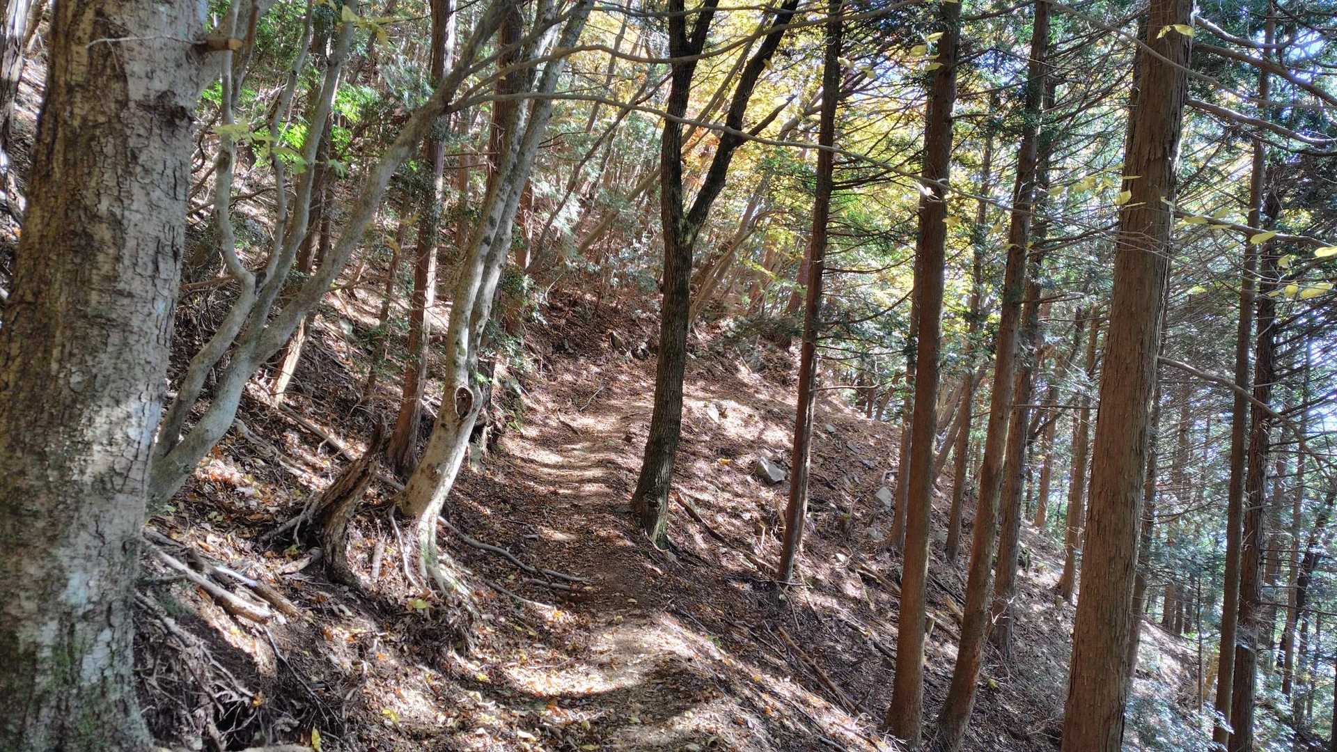 新登山道を降りて行く
尾根横の巻道のようなところが多い