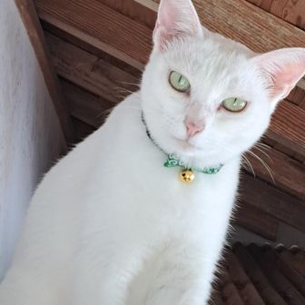 こばやし はると