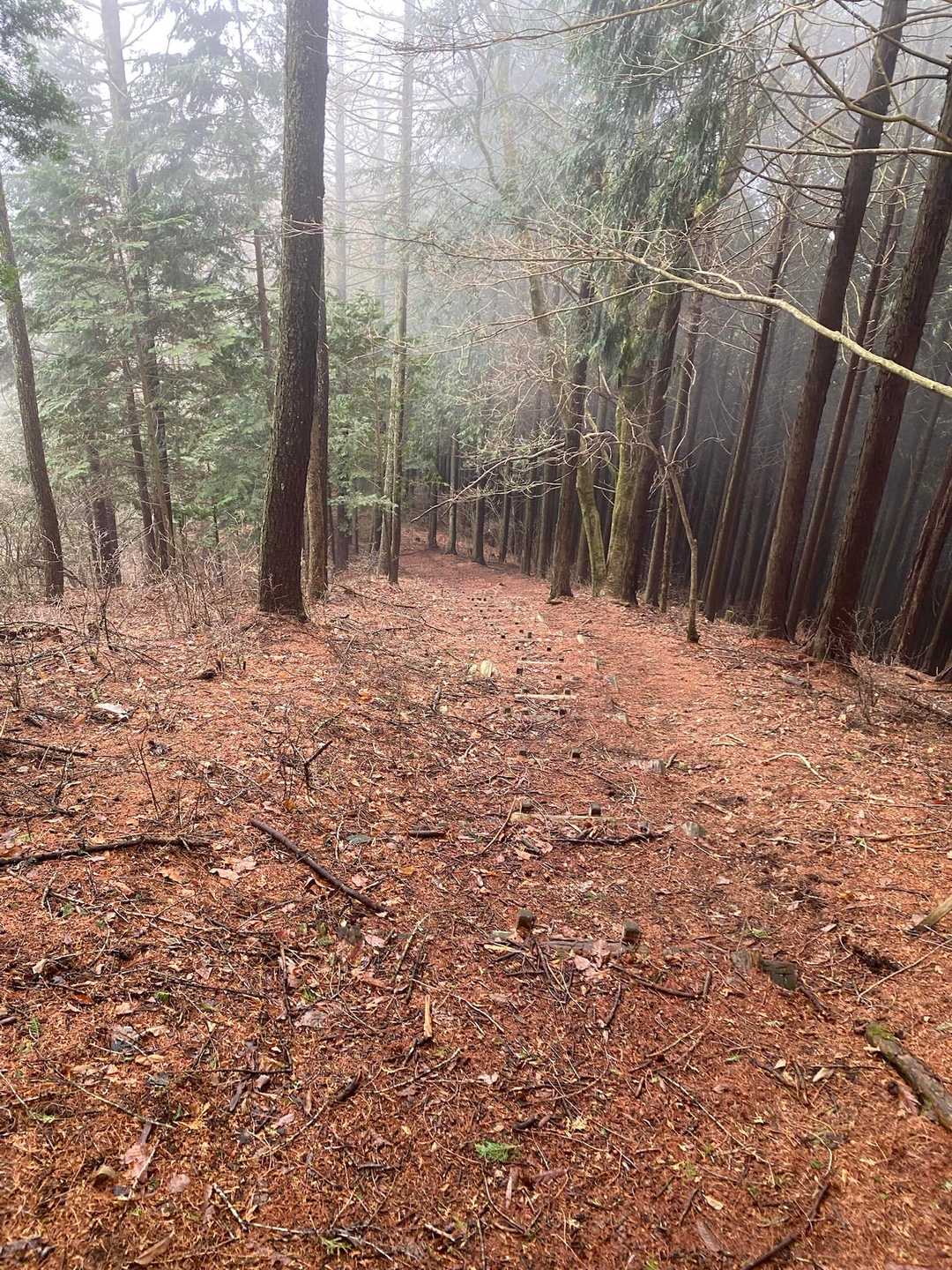 登山道
歩きやすい