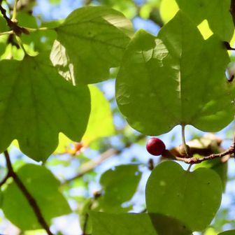 この草食恐竜の足跡型の葉はロウバイ！