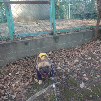 美観地区に下らずに向山の三角点に来た
三等三角点の点名は『倉敷』
水道タンクの向こうにあって近づけない