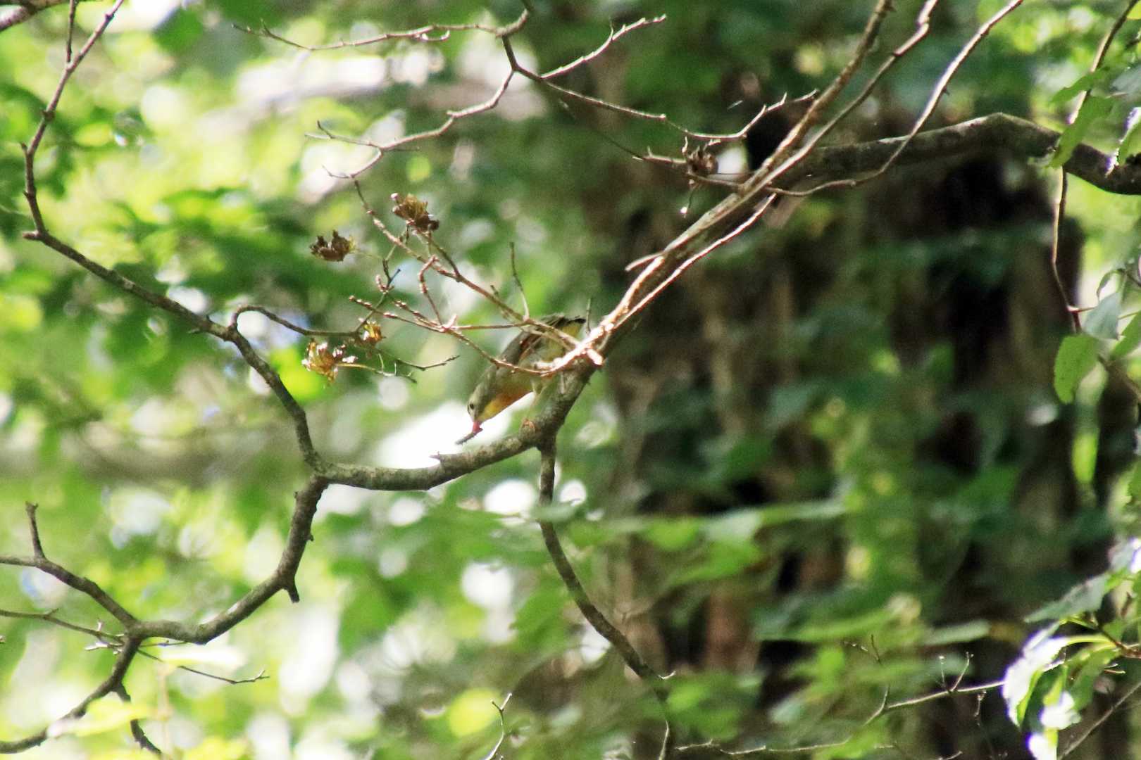 鳥だらけです。