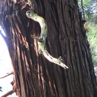 まあ言われてみればそうかも。
ここで極一部の人にしか伝わらない余談：白蛇（WHITESNAKE）なら1984年頃が一番好きです。