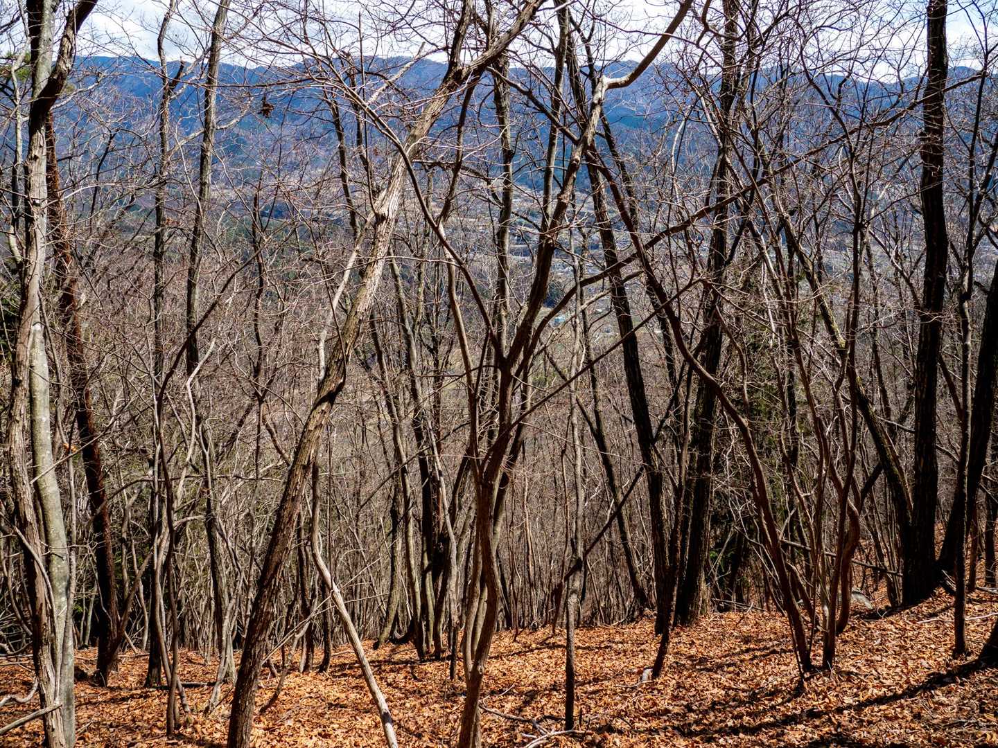 樹林の間から町が見える里山です。