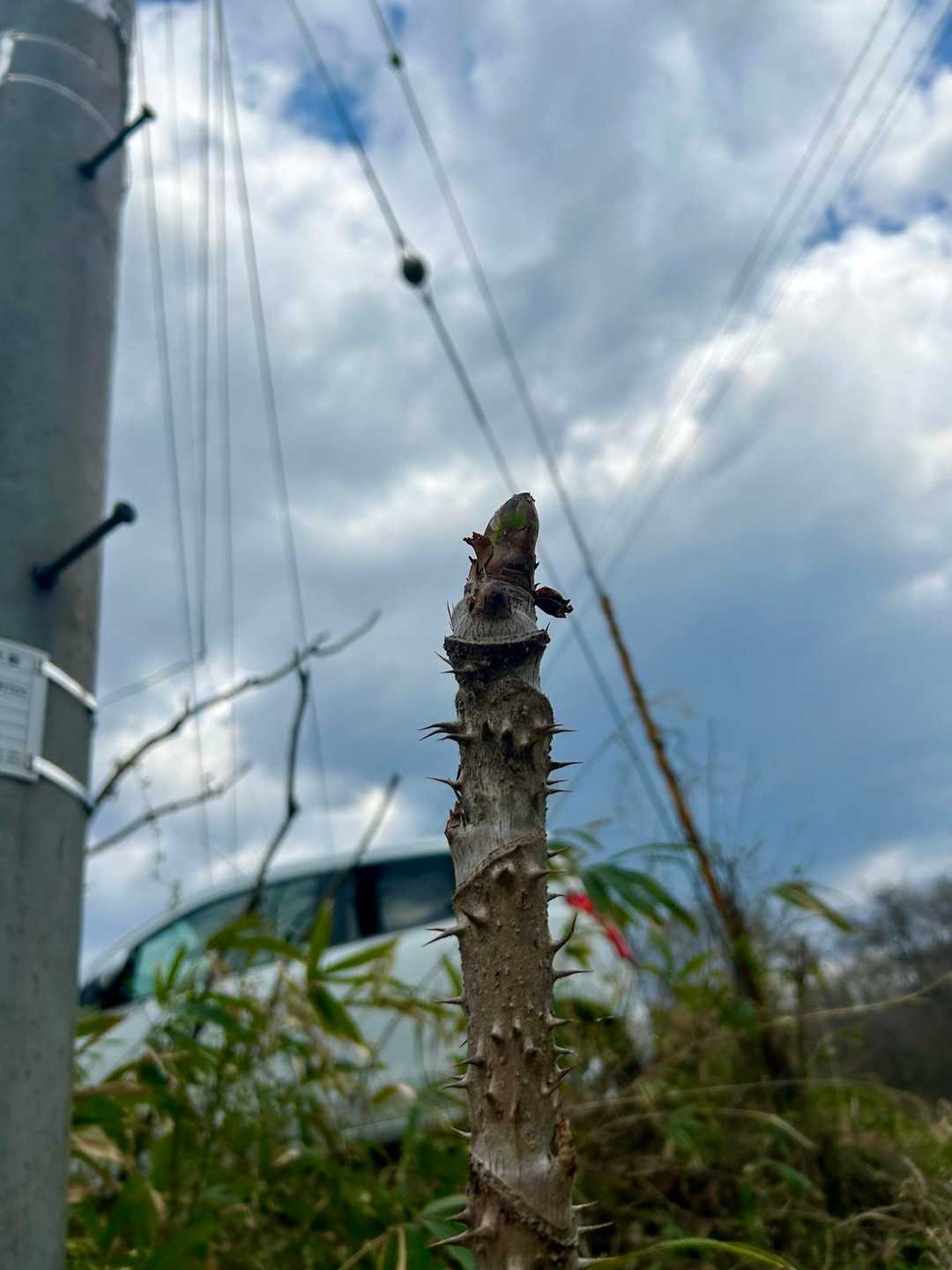 タラの芽？