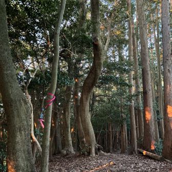 　　天上岳を折り返し､往復10分程｡