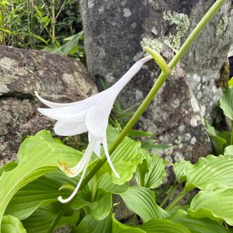ギボウシ
お疲れさまでした♪
