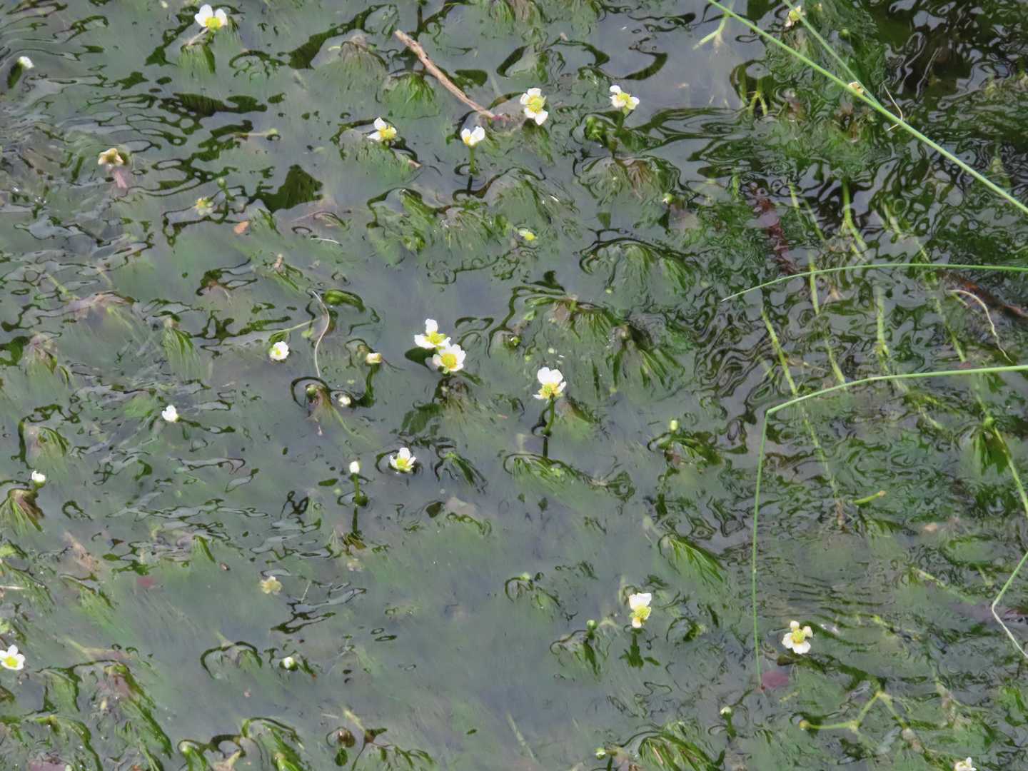 梅花藻の花が見えます（小さくてわからないかな）
