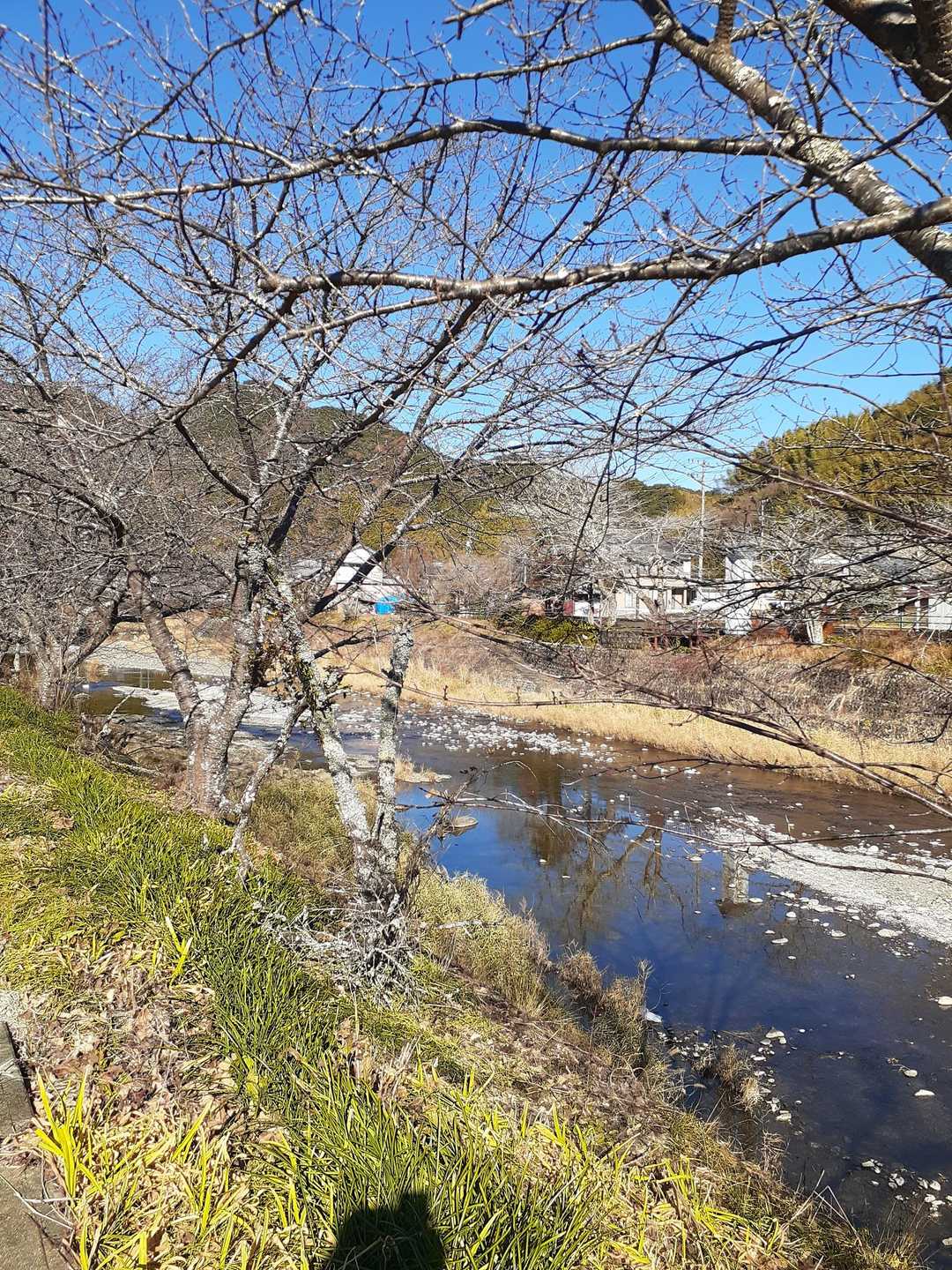 朝比奈川沿いを歩いて♪
春には桜が綺麗そう