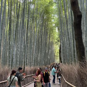 竹林の周辺では、朝からインバウンドの皆さんが訪ねてきていた