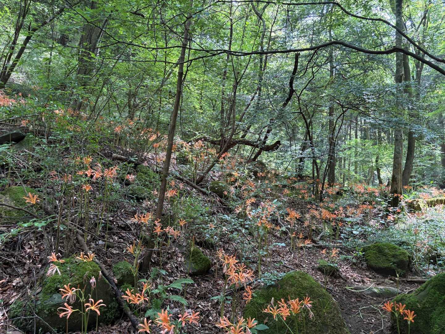東登山口-無動寺跡-矢護山 往復コースの写真