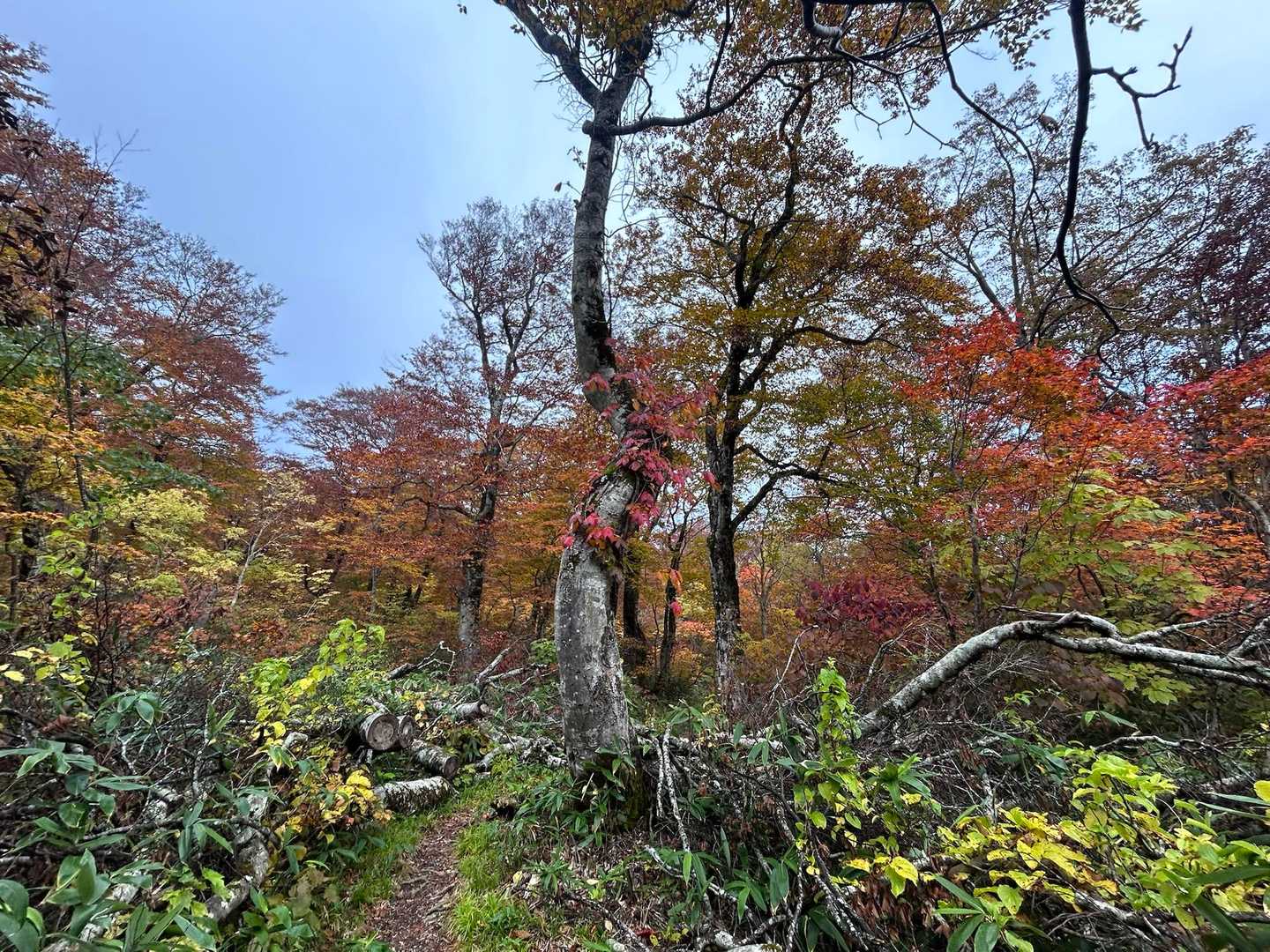 ダート道がなければとっても良いお山です🍁