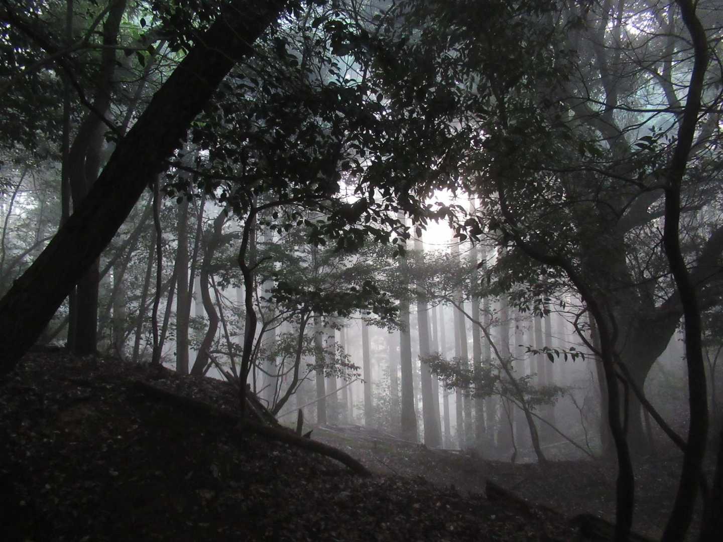 旅伏山 往復コースの写真