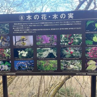 木の花　木の実🌰