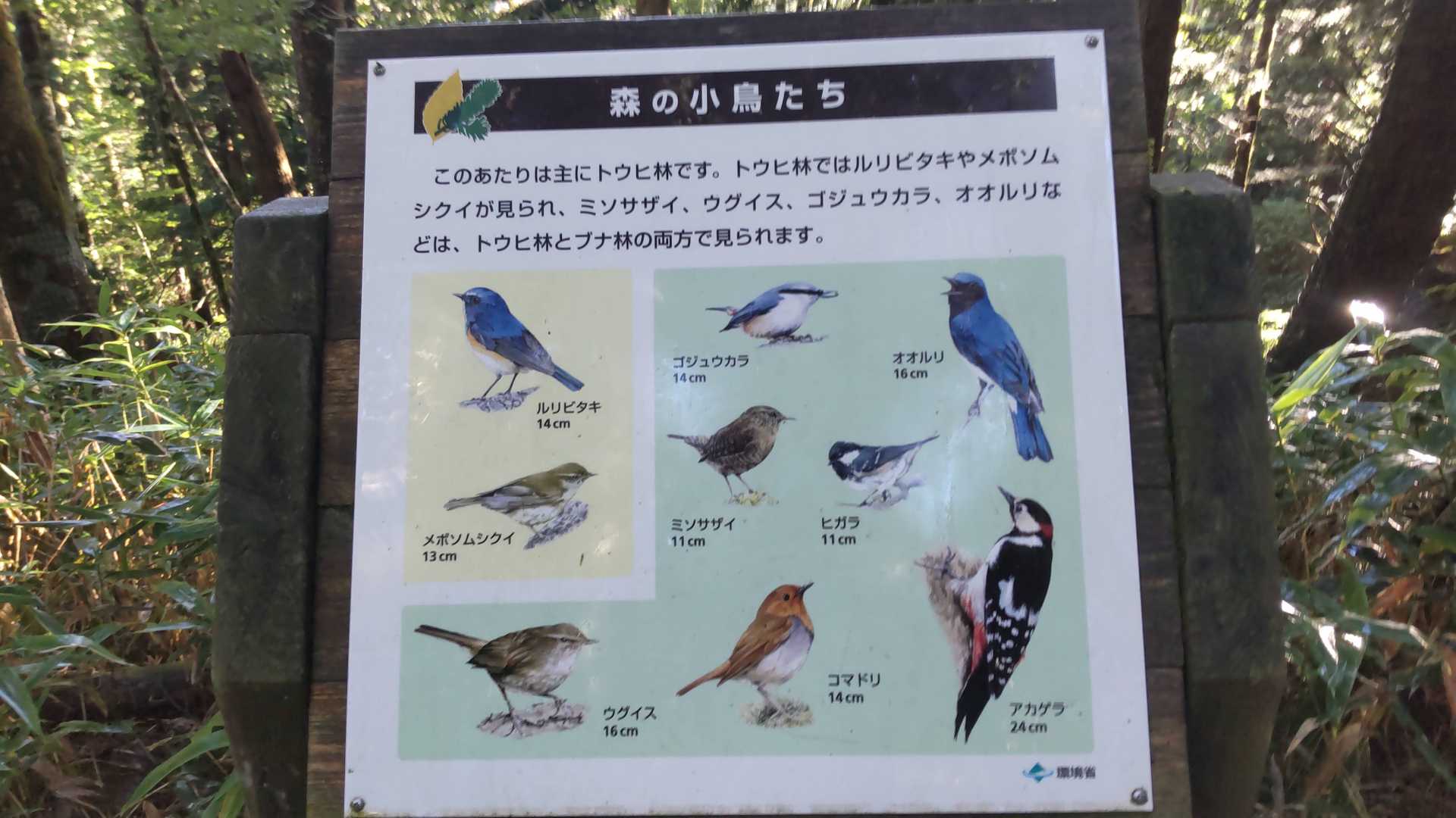 ビジターセンター-大台ヶ原山（日出ヶ岳） 往復コースの写真