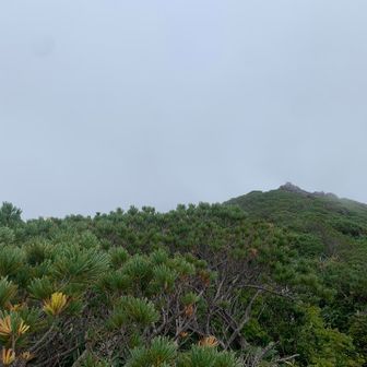 実はこの山は双耳峰
もう一つのピークへ