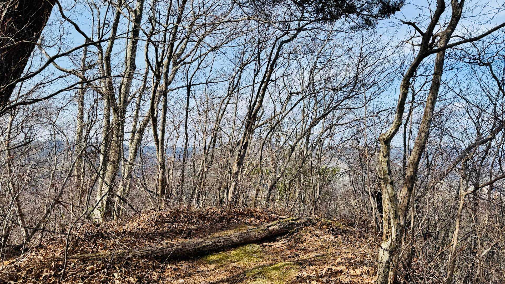 名もなきピークがあり、『もしかしたら将来山に認定されるかもしれない』とルートを外れて踏んでみる。
せこい😂