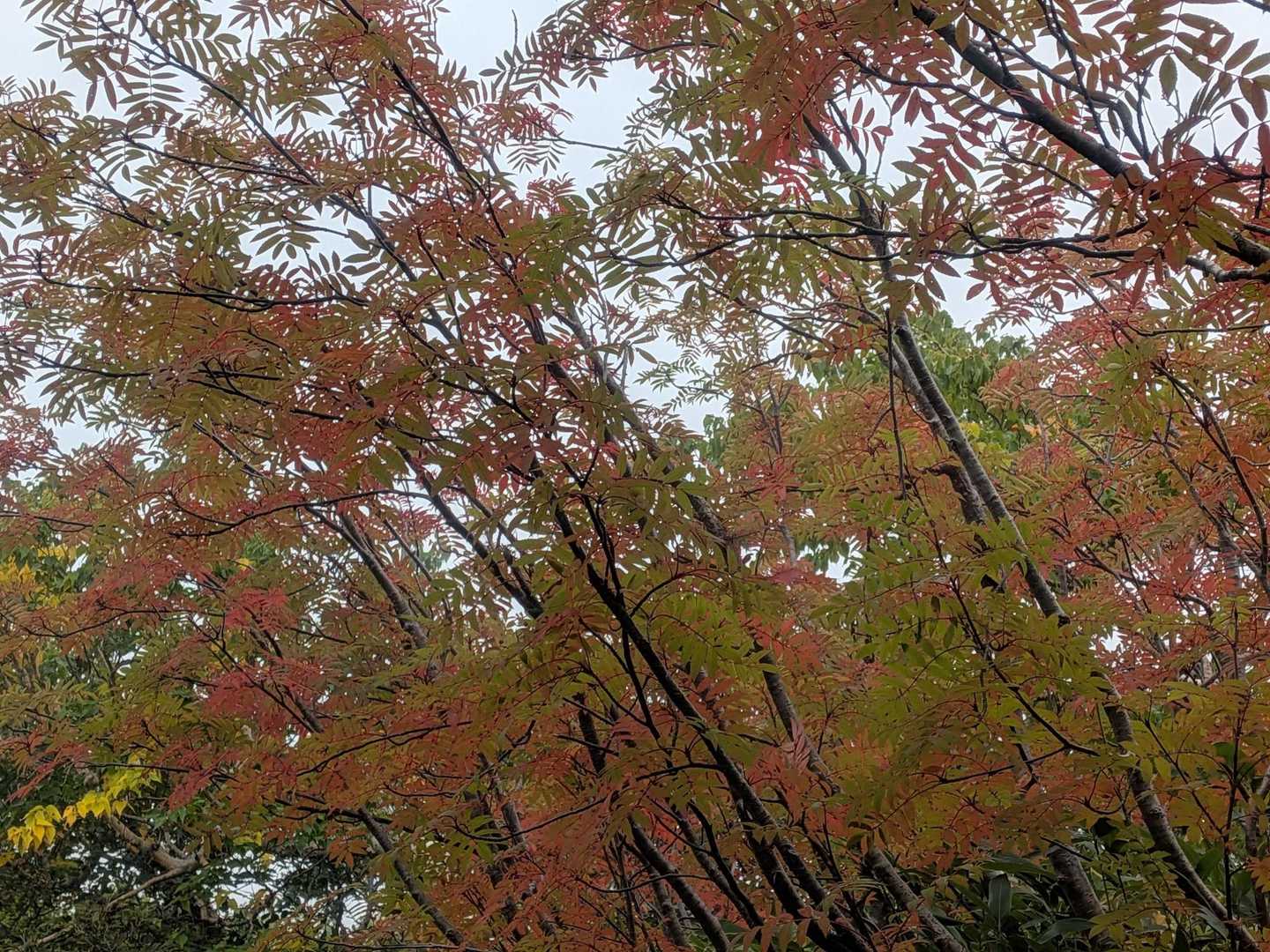 朝撮ったナナカマドもう一枚✨