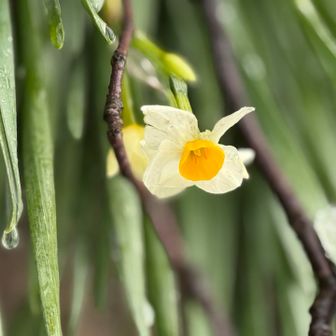 花が見られる山はいいな🤍って金崎宮の階段🤭